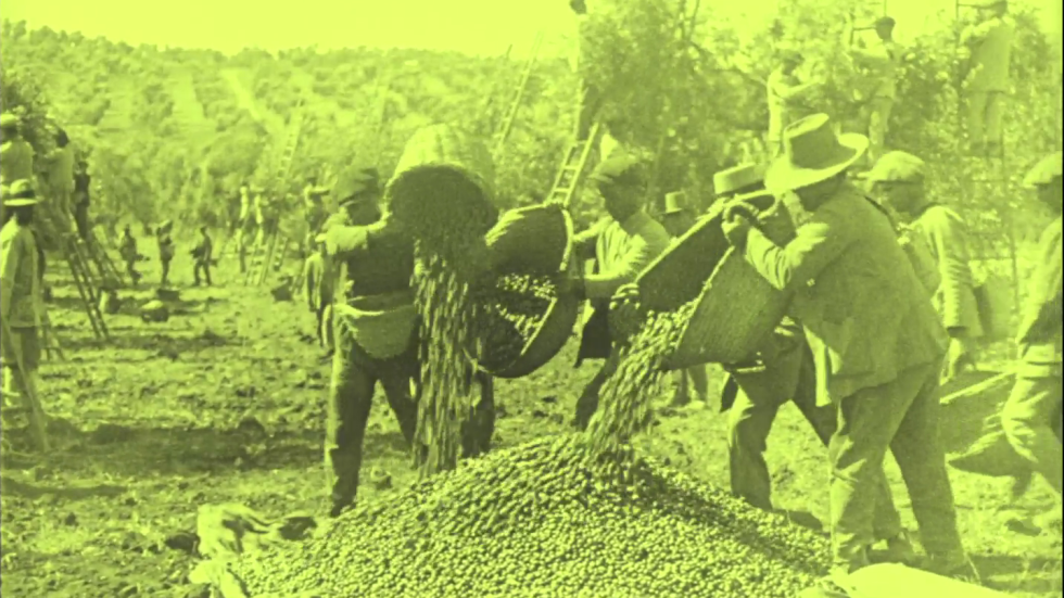 La Filmoteca de Andalucía ha recuperado un documental dirigido por Pedro Pellicera en 1928 sobre la industria aceitunera de la empresa Hijos de Ibarra. 