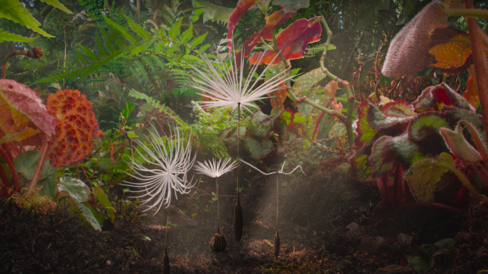 DANDELION’S ODYSSEY