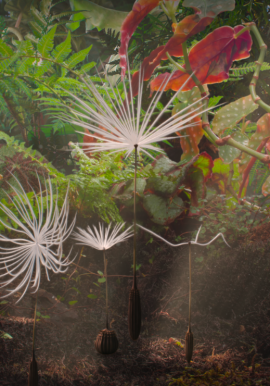 DANDELION’S ODYSSEY