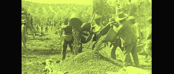 La Filmoteca de Andalucía ha recuperado un documental dirigido por Pedro Pellicera en 1928 sobre la industria aceitunera de la empresa Hijos de Ibarra. 
